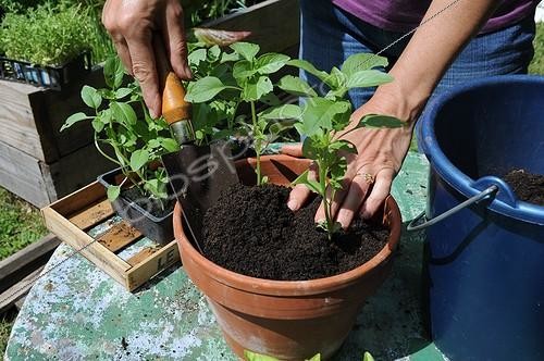 Biosphoto | 1999880 | Plantation de Basilic dans un potager | &copy; Serge Lapouge / Biosphoto