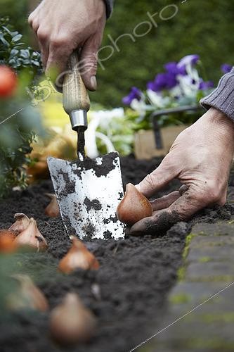 Biosphoto | 2542137 | Plantation de bulbes de tulipes | &copy; Visions Pictures / Biosphoto