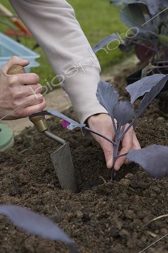 Biosphoto | 524927 | Plantation de chou rouge d'hiver au jardin potager | &copy; NouN / Biosphoto