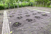 Biosphoto | 2442550 | Plantation de courges et courgettes dans un jardin potager au printemps, Pas de Calais, France | &copy; Yann Avril / Biosphoto