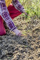 Biosphoto | 2452229 | Plantation de couvre-sol en step by step : désherbage final après préparation du sol. | &copy; Jean-Michel Groult / Biosphoto