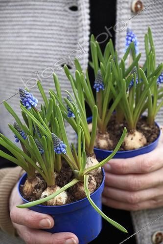 Biosphoto | 1209909 | Plantation de Muscaris au jardin | &copy; Gilles Le Scanff & Joëlle-Caroline Mayer / Biosphoto