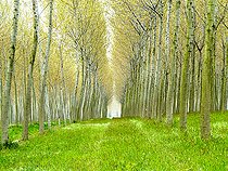 Biosphoto | 2547083 | Plantation de peupliers dans la plaine du Pô, Italie | &copy; David Tatin / Biosphoto
