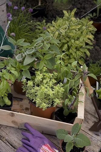 Biosphoto | 717059 | Plantation de plantes aromatiques dans un jardin potager | &copy; NouN / Biosphoto