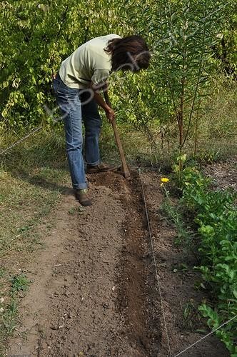 Biosphoto | 2019017 | Plantation de Poireaux au jardin potager | &copy; Serge Lapouge / Biosphoto