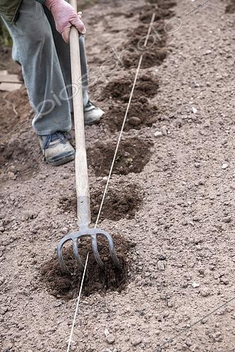 Biosphoto | 2469214 | Plantation de pommes de terre 'Marabel' au printemps, Moselle, France | &copy; Yann Avril / Biosphoto