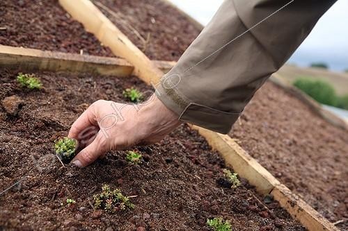 Biosphoto | 1381368 | Plantation de Sedum sur substrat sur un toit végétalisé | &copy; Pascal Greboval / Biosphoto