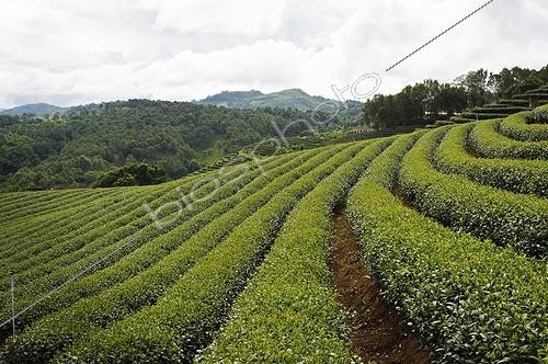 Biosphoto | 1522754 | Plantation de Thé à Mae Salong en Thaïlande | &copy; Patrick Hochner / Biosphoto