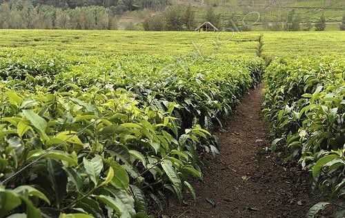 Biosphoto | 1367283 | Plantation de Thé au Kenya | &copy; Philippe Van Dorsselaer / Biosphoto