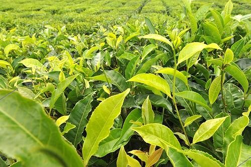 Biosphoto | 1262947 | Plantation de Thé Ile Maurice ; Sur les hauts plateaux du sud-ouest, vers Grand Bassin, les plantations de thé comme celle de Bois Fleuri sont un héritage de la présence anglaise. Ouverte au public, l'usine permet de comprendre tout le processus de fabrication | &copy; Antoine Lorgnier / Biosphoto