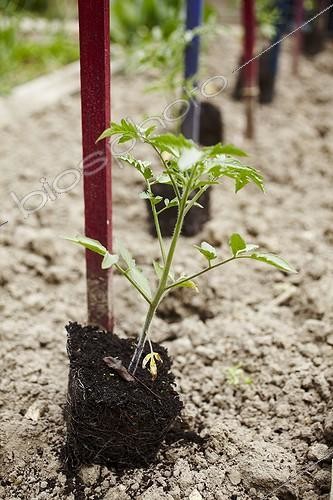 Biosphoto | 1846076 | Plantation de Tomates au potager ; Il est intéressant de placer le tuteur avant de planter le plan de tomate plutôt que l'inverse. Cela évite en effet de blesser les racines du plant en enfonçant le tuteur. Cela permet aussi de visualiser l'emplacement de la culture et éventuellement de rectifier le tir, si par exemple les tomates risquent de manquer de lumière ou que la densité des plantes vous semblait trop élevée. | &copy; Jean-Michel Groult / Biosphoto