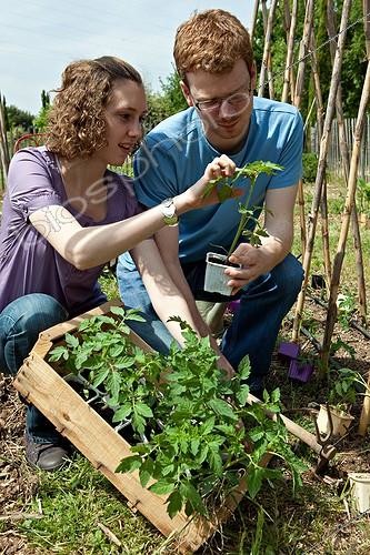 Biosphoto | 891598 | Plantation de Tomates dans un jardin potager | &copy; Philippe Giraud / Biosphoto