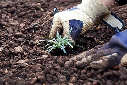 Biosphoto | 1381365 | Plantation de vivaces sur substrat sur un toit végétalisé | &copy; Pascal Greboval / Biosphoto