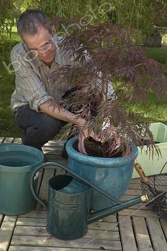 Biosphoto | 716839 | Plantation of a Japanese maple in a pot | &copy; NouN / Biosphoto