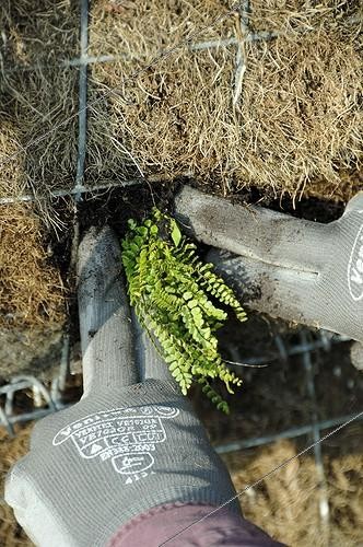 Biosphoto | 1650092 | Plantation of a maidenhair fern on a vertical garden ; Designer: Pierre-Alexandre RISSER<br> | &copy; Alexandre Petzold / Biosphoto
