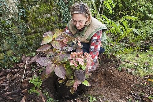 Biosphoto | 911280 | Plantation of an hydrangea 'Klaveren' in a garden | &copy; NouN / Biosphoto