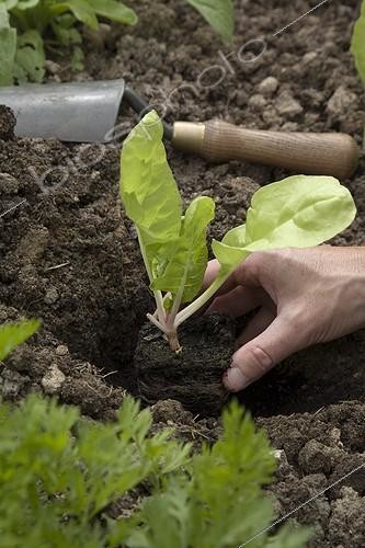 Biosphoto | 503185 | Plantation of chards in the kitchen garden | &copy; NouN / Biosphoto
