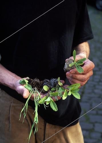 Biosphoto | 697315 | Plantation of dyer's woad in a garden | &copy; Gilles Le Scanff & Joëlle-Caroline Mayer / Biosphoto