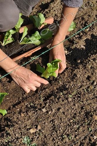 Biosphoto | 2019218 | Plantation of lettuces in a kitchen garden | &copy; Serge Lapouge / Biosphoto