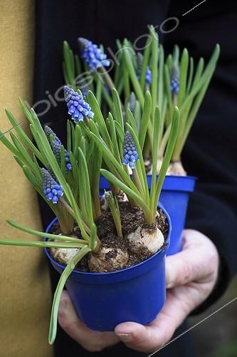 Biosphoto | 1209908 | Plantation of muscaris in a garden | &copy; Gilles Le Scanff & Joëlle-Caroline Mayer / Biosphoto