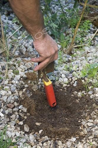 Biosphoto | 815700 | Plantation of ornement garlic bulbs | &copy; Alexandre Petzold / Biosphoto