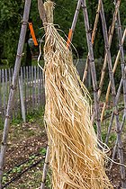 Biosphoto | 2083887 | Plantation of tomatoes in a garden - Raffia used for tying plants, France | &copy; Philippe Giraud / Biosgarden / Biosphoto