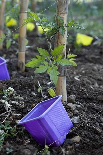 Biosphoto | 1367906 | Plantation of tomatoes in a kitchen garden | &copy; Philippe Giraud / Biosphoto