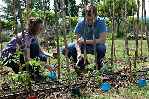 Biosphoto | 891601 | Plantation of tomatoes in a kitchen garden | &copy; Philippe Giraud / Biosphoto