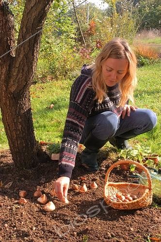 Biosphoto | 45920 | Plantation d'un massif pour le printemps en octobre | &copy; NouN / Biosphoto