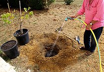 Biosphoto | 2455938 | Plantation d'un pied de vigne, mouiller le trou de plantation | &copy; Lamontagne / Biosphoto
