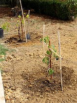 Biosphoto | 2455943 | Plantation d'un pied de vigne, plant tuteuré | &copy; Lamontagne / Biosphoto