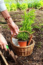 Biosphoto | 2456000 | Plantation d'un pied d'Estragon (Artemisia dracunculus) | &copy; Lamontagne / Biosphoto