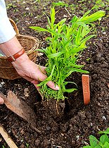 Biosphoto | 2456002 | Plantation d'un pied d'Estragon (Artemisia dracunculus) | &copy; Lamontagne / Biosphoto