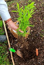 Biosphoto | 2456003 | Plantation d'un pied d'Estragon (Artemisia dracunculus) | &copy; Lamontagne / Biosphoto