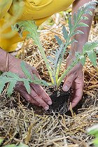 Biosphoto | 2459457 | Plantation d'un plant d'artichaut, au printemps. | &copy; Jean-Michel Groult / Biosphoto