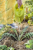 Biosphoto | 2459459 | Plantation d'un plant d'artichaut, au printemps. | &copy; Jean-Michel Groult / Biosphoto