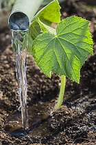 Biosphoto | 2459450 | Plantation d'un plant de concombre, en mai : arrosage. | &copy; Jean-Michel Groult / Biosphoto