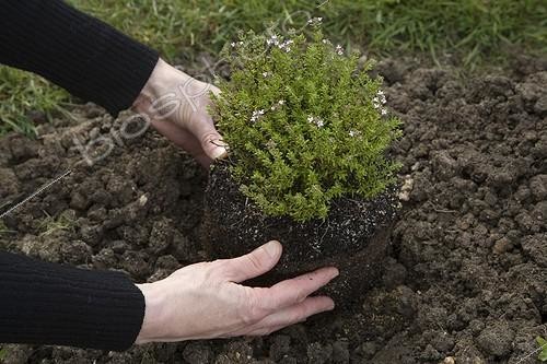 Biosphoto | 716800 | Plantation d'un Thym dans terre argileuse ; Pantation of a thyme in clayish soil | &copy; NouN / Biosphoto