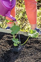 Biosphoto | 2459421 | Plantation d'une courge au printemps en pas à pas. | &copy; Jean-Michel Groult / Biosphoto