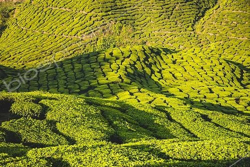 Biosphoto | 2494163 | Plantations de thé, Cameron Highlands, Tanah Tinggi Cameron, Malaisie | &copy; Valentin Wolf / imageBROKER / Biosphoto
