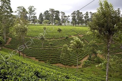 Biosphoto | 621173 | Plantations de thé Sri Lanka | &copy; Michel Gunther / Mau / Biosphoto