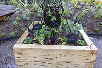 Biosphoto | 2437264 | Plantations in a wooden bin, spring, Pas de Calais, France | &copy; Yann Avril / Biosphoto