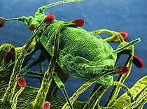 Biosphoto | 512810 | Plante carnivore. | &copy; Pascal Goetgheluck / Biosphoto