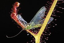 Biosphoto | 513113 | Plante carnivore. | &copy; Pascal Goetgheluck / Biosphoto
