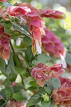 Biosphoto | 2583073 | Plante crevette (Justicia brandegeeana) | &copy; Marie Aymerez / Biosphoto