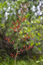 Biosphoto | 2583269 | Plante en fleur, Inselberg de la réserve naturelle des Nouragues. Inflorescence d'une plante vivant au sommet de l'inselberg. Les Inselbergs, aussi appelés « savanes-roches » en Guyane peuvent également se présenter comme de grandes étendues plus ou moins plates de granit dénudé - Régina, Guyane Française. | &copy; Vincent Premel / Biosphoto