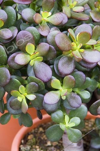 Biosphoto | 1275272 | Plante jade ; Miniature money plant 'Minima' | &copy; Lamontagne / Biosphoto