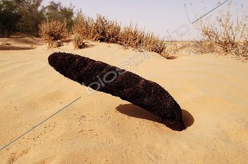 Biosphoto | 27419 | Plante parasite des milieux désertiques  Emirats Arabes Unis ; Emirats Arabes  | &copy; Michel Gunther / Biosphoto