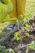 Biosphoto | 2459455 | Planting a chilli pepper 'Sucette de Provence'. | &copy; Jean-Michel Groult / Biosphoto