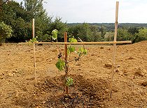 Biosphoto | 2455944 | Planting a vine stock, staked plant | &copy; Lamontagne / Biosphoto